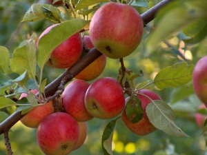 Waroad Apple Tree