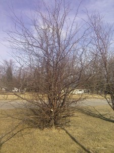 Unpruned crab apple tree.