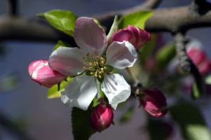 Warroad apple blossom