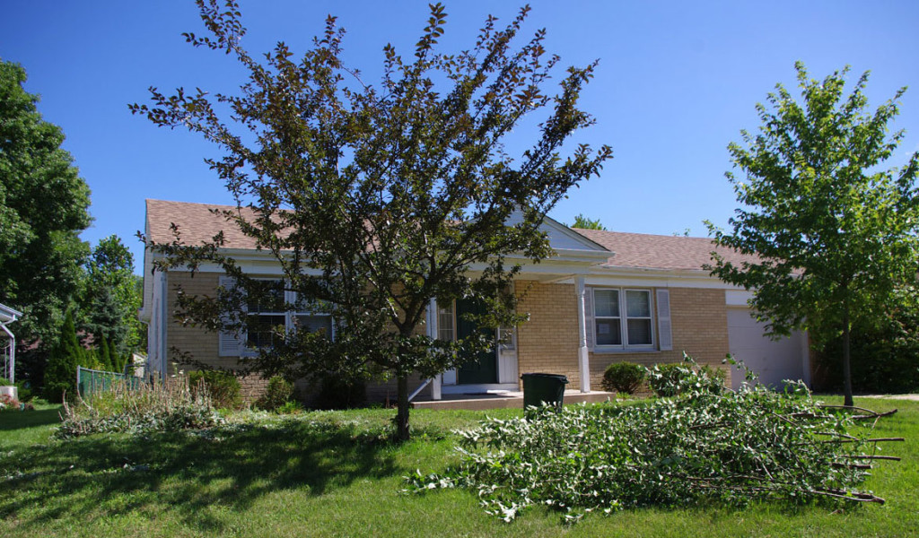 Crab Apple Tree After Pruning