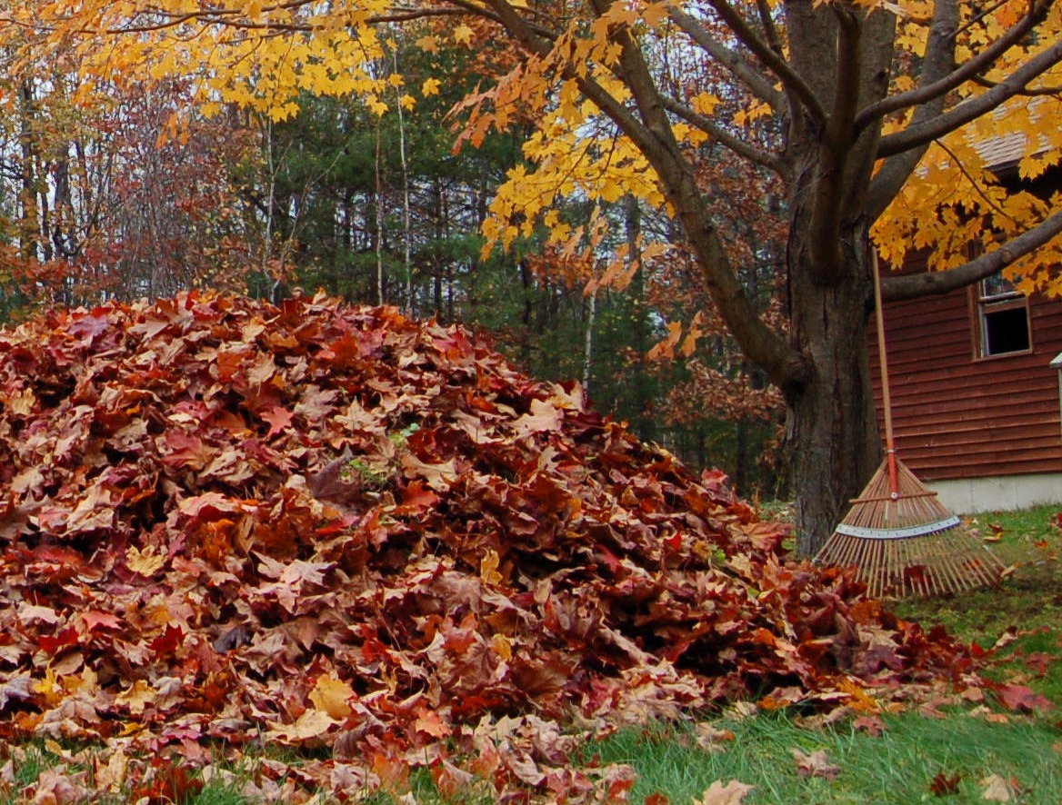 Rake leaves in the autumn. Дерево с опавшими листьями. Опавшие листья на даче. Осенний газон из листьев. Опавшие листья в бассейне.