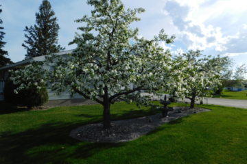 Tree Pruning